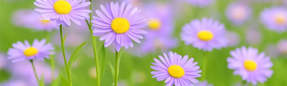 海老名市・大和市・座間市・綾瀬市で安心の葬儀、家族葬なら「お葬式のしおん」