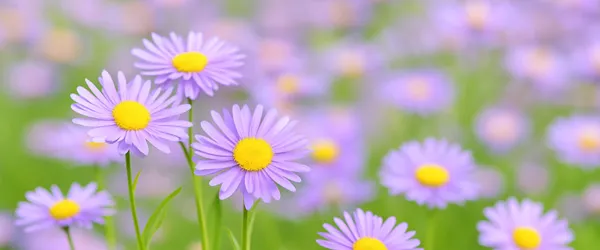 海老名市・大和市・座間市・綾瀬市で安心の葬儀、家族葬なら「お葬式のしおん」